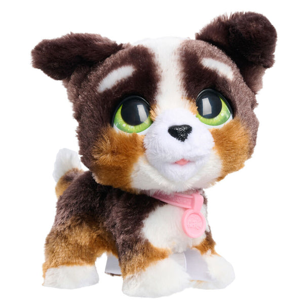 Gros plan sur la tête du chiot Bernedoodle montrant ses yeux expressifs et son pelage tricolore noir, blanc et marron