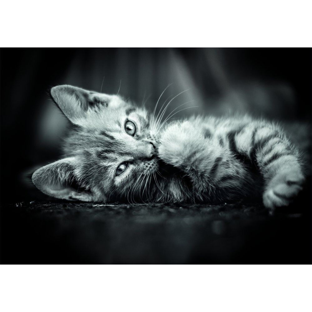 Puzzle CLEMENTONI 1000 pièces représentant un chat coloré sur fond lumineux, dimensions 70x50 cm