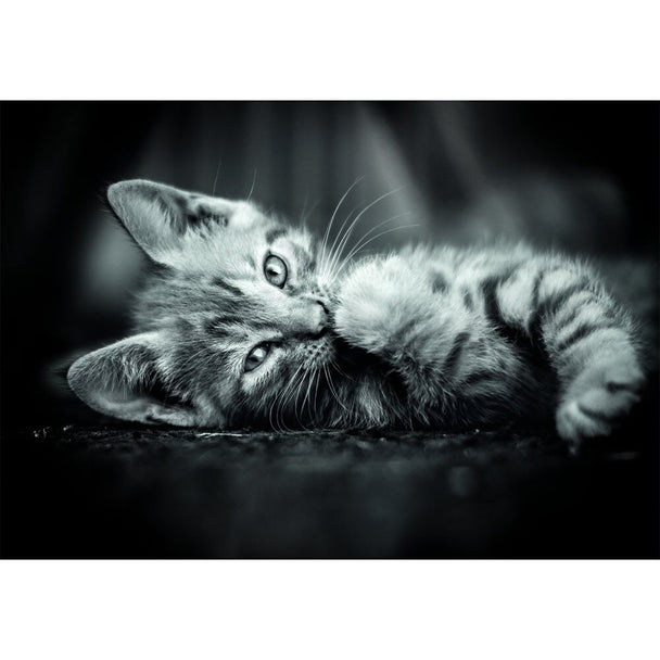 Puzzle CLEMENTONI 1000 pièces représentant un chat coloré sur fond lumineux, dimensions 70x50 cm